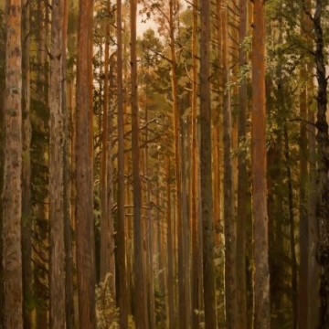 И.И. Шишкин «Сосновый лес» - фото - 1